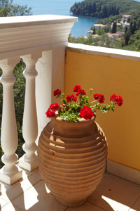 villa ollios Geraniums