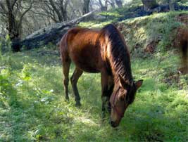 kalami-horse