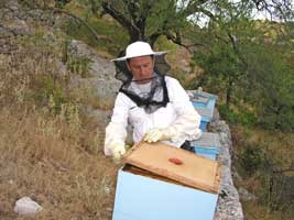 Corfu Travel Guide Beeceeper