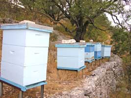 Corfu Travel Guide Beeceeper