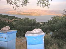 Corfu Travel Guide Beeceeper